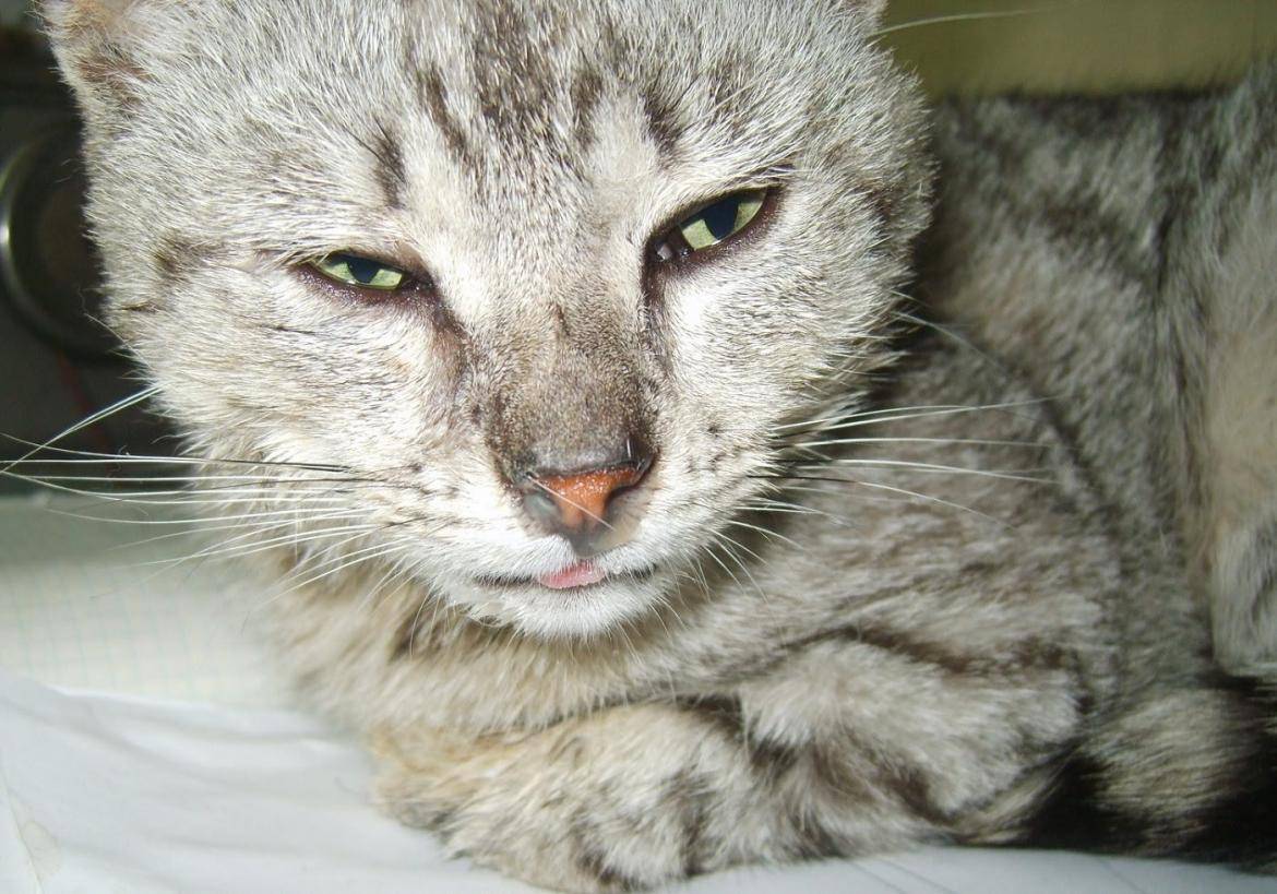 Лечение ринотрахеита у кошек в домашних условиях: симптомы