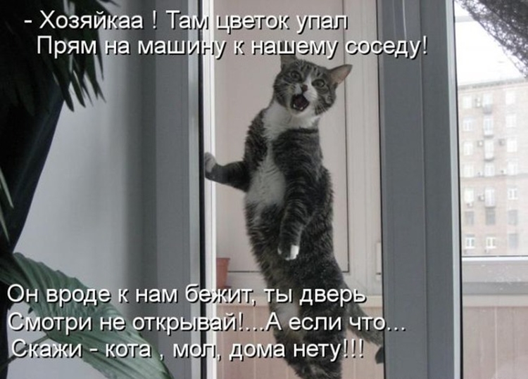 Кот ушел из дома: когда он вернется обратно, почему кошки убегают и не возвращаются, как их вернуть?