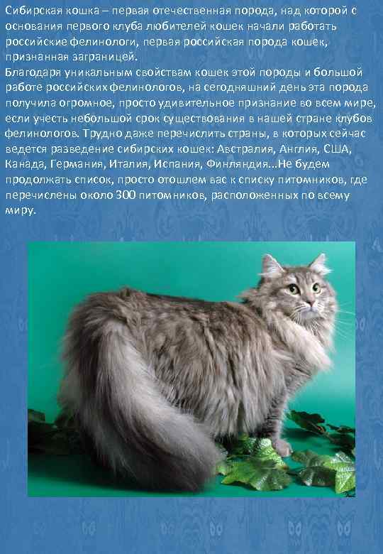 Виды окрасов сибирских кошек: голубая, черная, рыжая, колорпоинт и другие