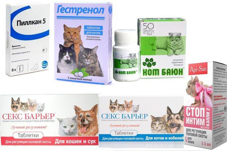 Какие таблетки можно давать котам. Успокаивающие лекарства для котов. Успокоительное для кошек. Успокаивающие таблетки для кота. Успокоительное лекарство для котенка.