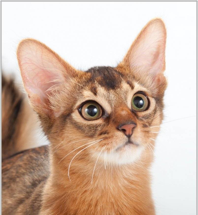 Сомалийская кошка. описание, особенности, уход и цена сомалийской кошки | животный мир