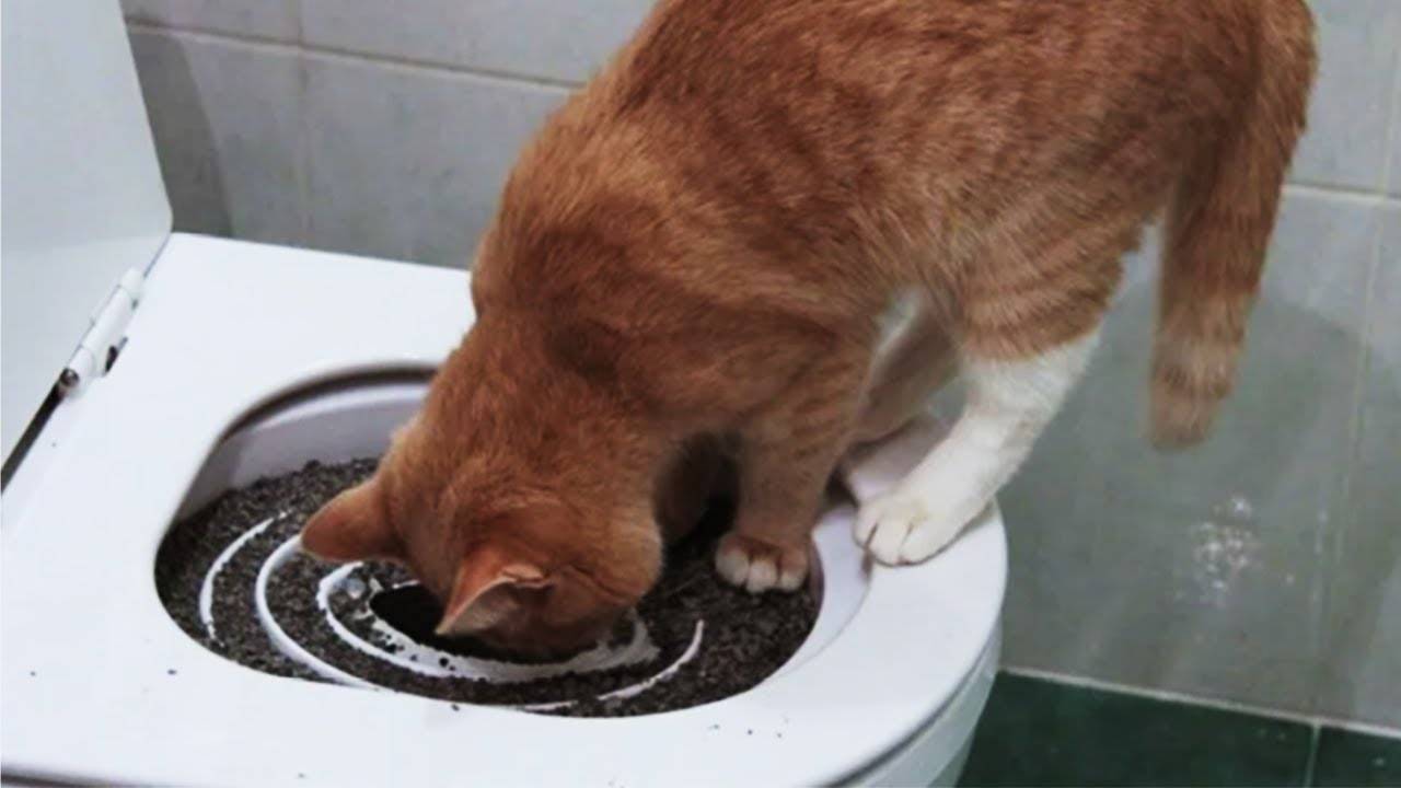 Как часто (сколько раз в день) кошка должна ходить в туалет по-большому и по-маленькому?