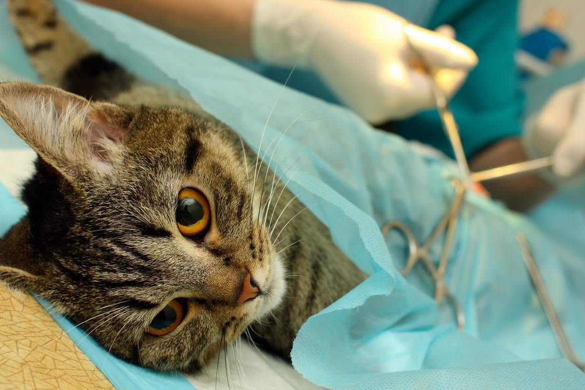 Кастрация котов. описание процедуры и уход за животным после операции | животный мир