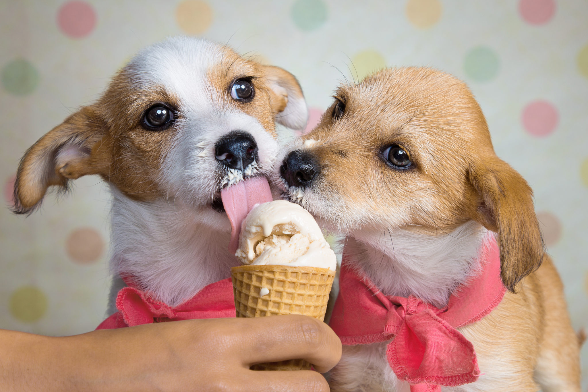 Почему собакам нельзя сладкое? отвечает ветеринар