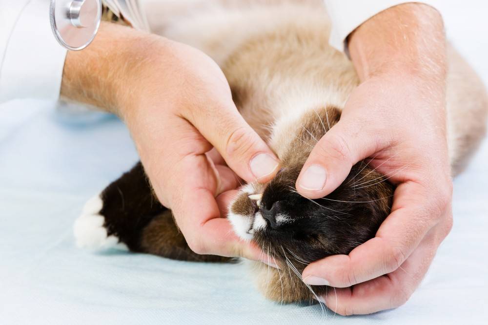 Как лечить у кота острый и хронический цистит таблетками и уколами