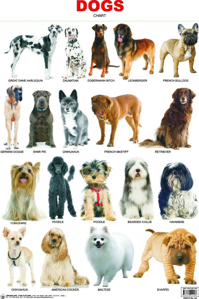 Топ-20 самых популярных пород собак: названия, описания, фото