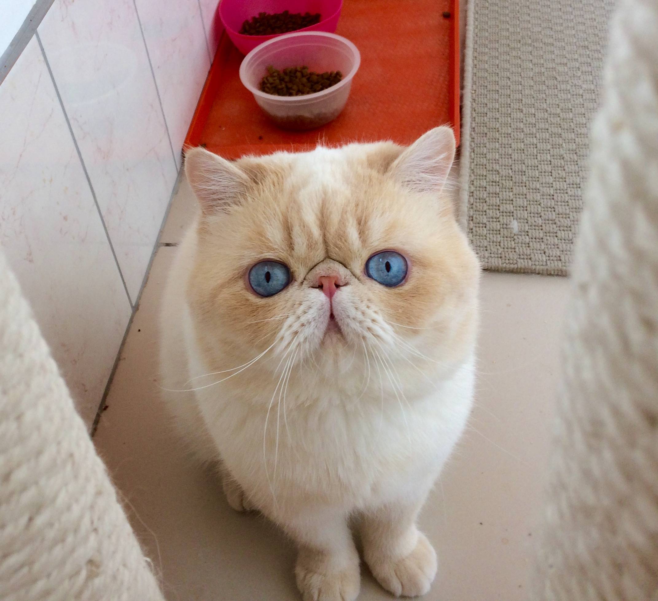 Коты с приплюснутой мордой и большими глазами: как называется порода