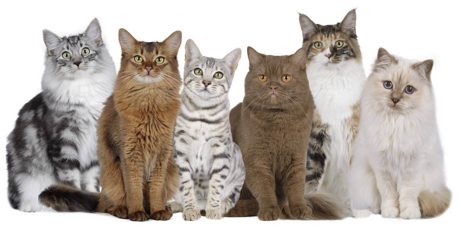 Топ-10 самых умных кошачьих пород: какие кошки возглавляют рейтинг лидеров по интеллекту?