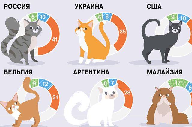 Сколько новая кошка. Инфографика кошки. Самые популярные домашние животные статистика. Самое популярное домашнее животное. Страна где больше всего Кошец.