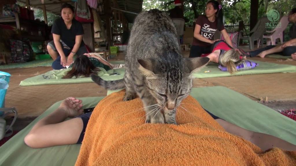 Кошка делает массаж лапками что это значит?