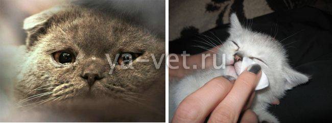 Кот чихает: причины и что делать, если при чихании слезятся глаза, чем лечить котёнка и кошку в домашних условиях