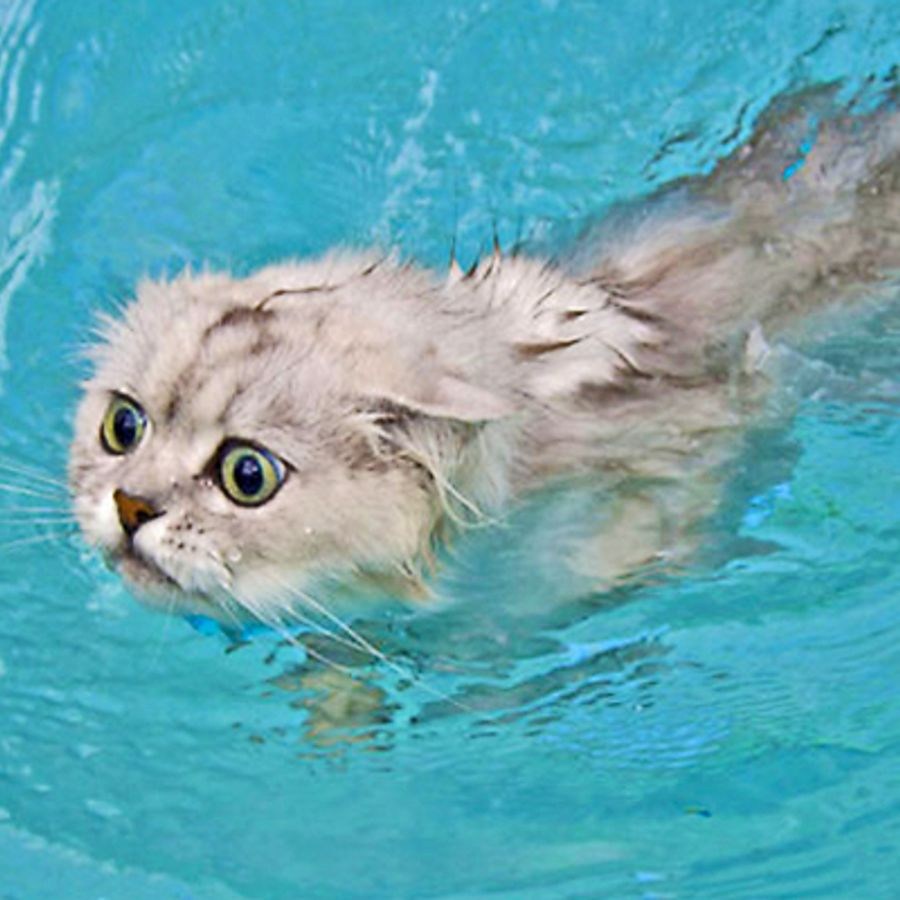 Плавают ли кошки?