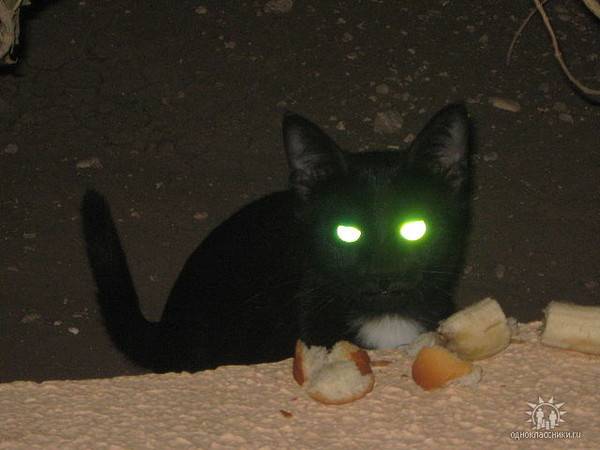 Почему у кошки светятся глаза в темноте?