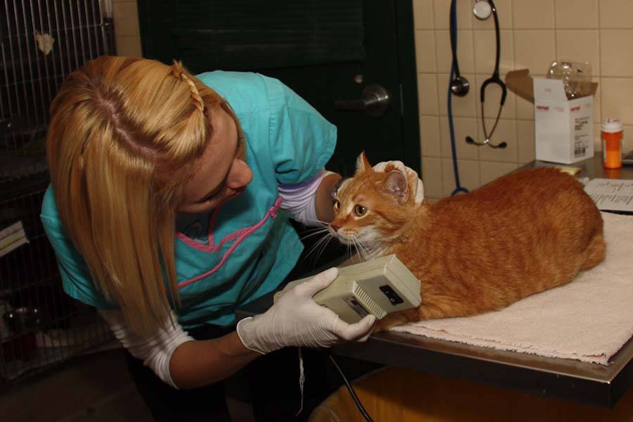 Стригущий лишай у кошек: признаки и фото, лечение болезни в домашних условиях