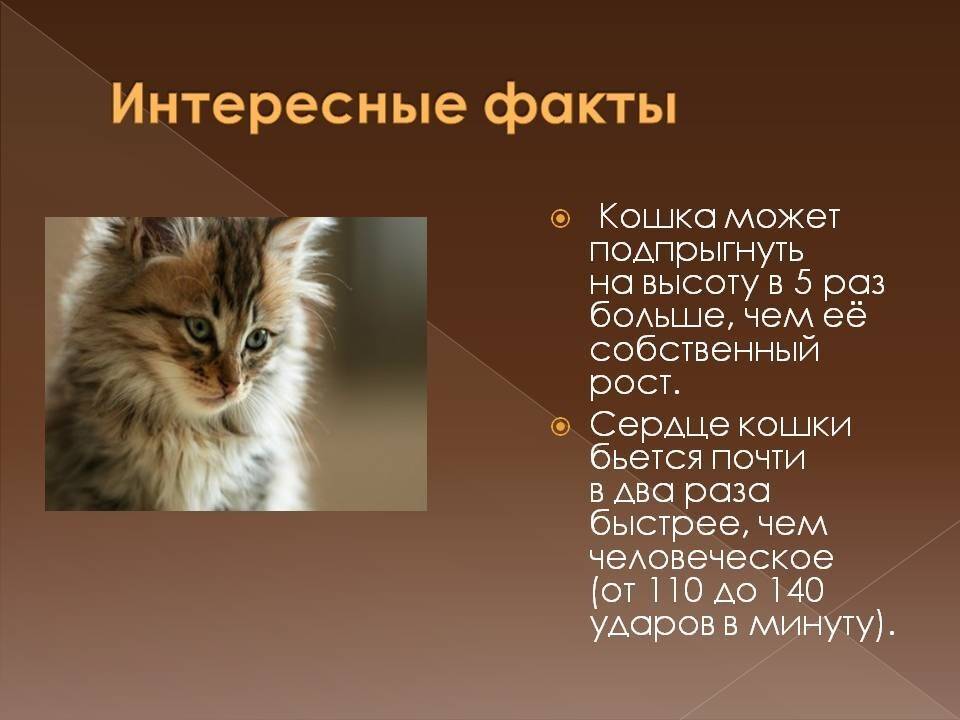 Самые интересные факты о кошках. необычные факты о кошках :: syl.ru