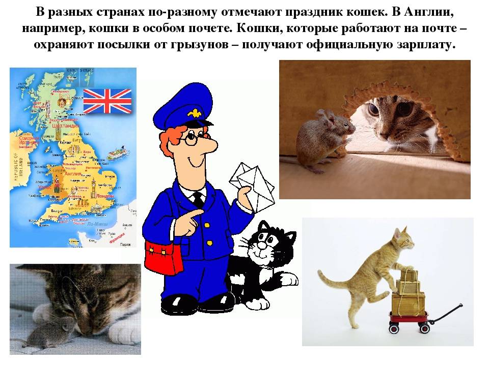 День кошек в россии и международный день кастрации животных — 2017: как отмечают | новости