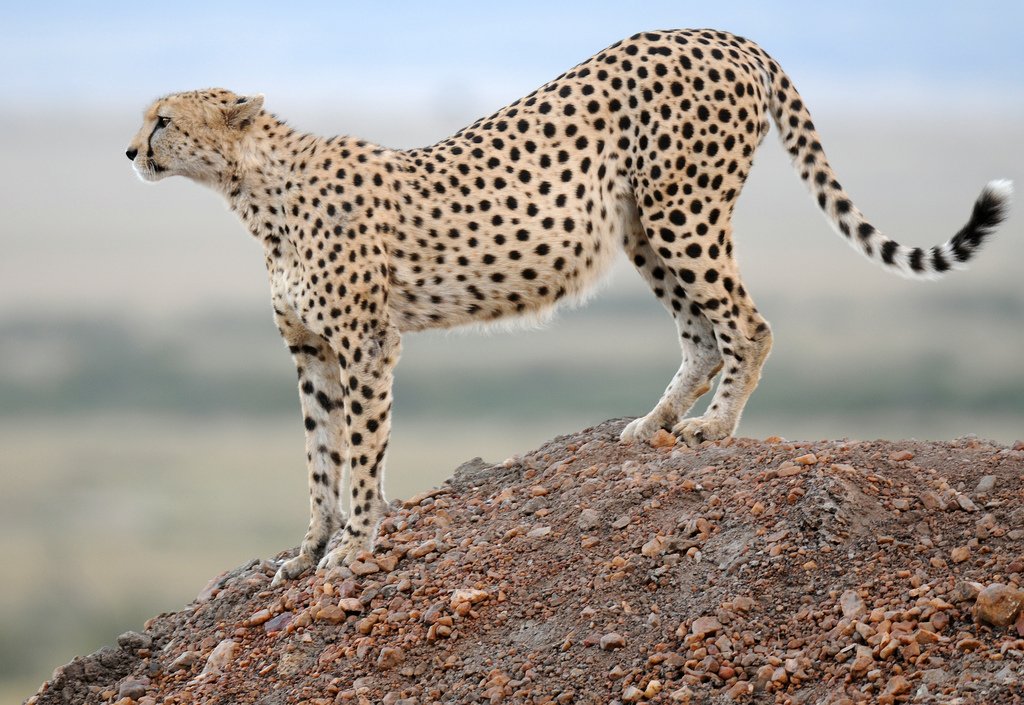 Самая быстрая кошка в мире: топ 9 скоростных пород