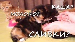 Характеристика британских котов — рост, вес, размер