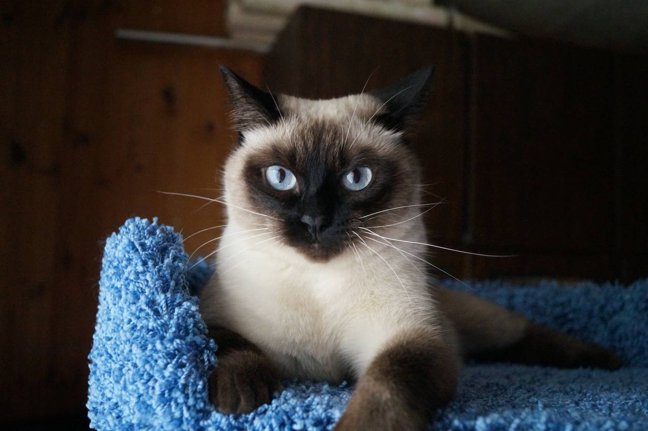 Тайская кошка: описание породы и характера. что нужно знать