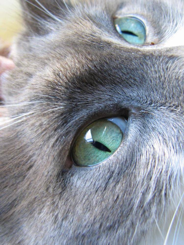 Третье веко у кошки: причины, симптомы и лечение