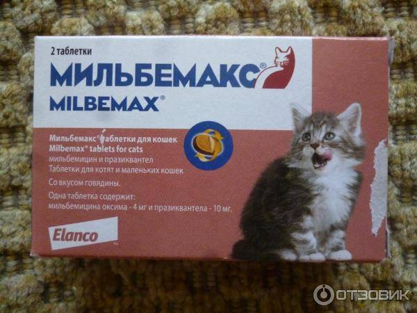 Мильбемакс для кошек: отзывы, инструкция по применению, противопоказания