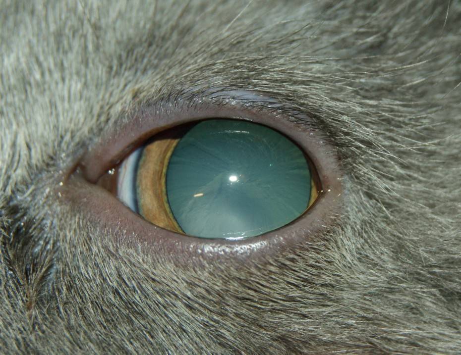 Болезни глаз - питомник шотландских кошек style jasmine г. санкт-петербург