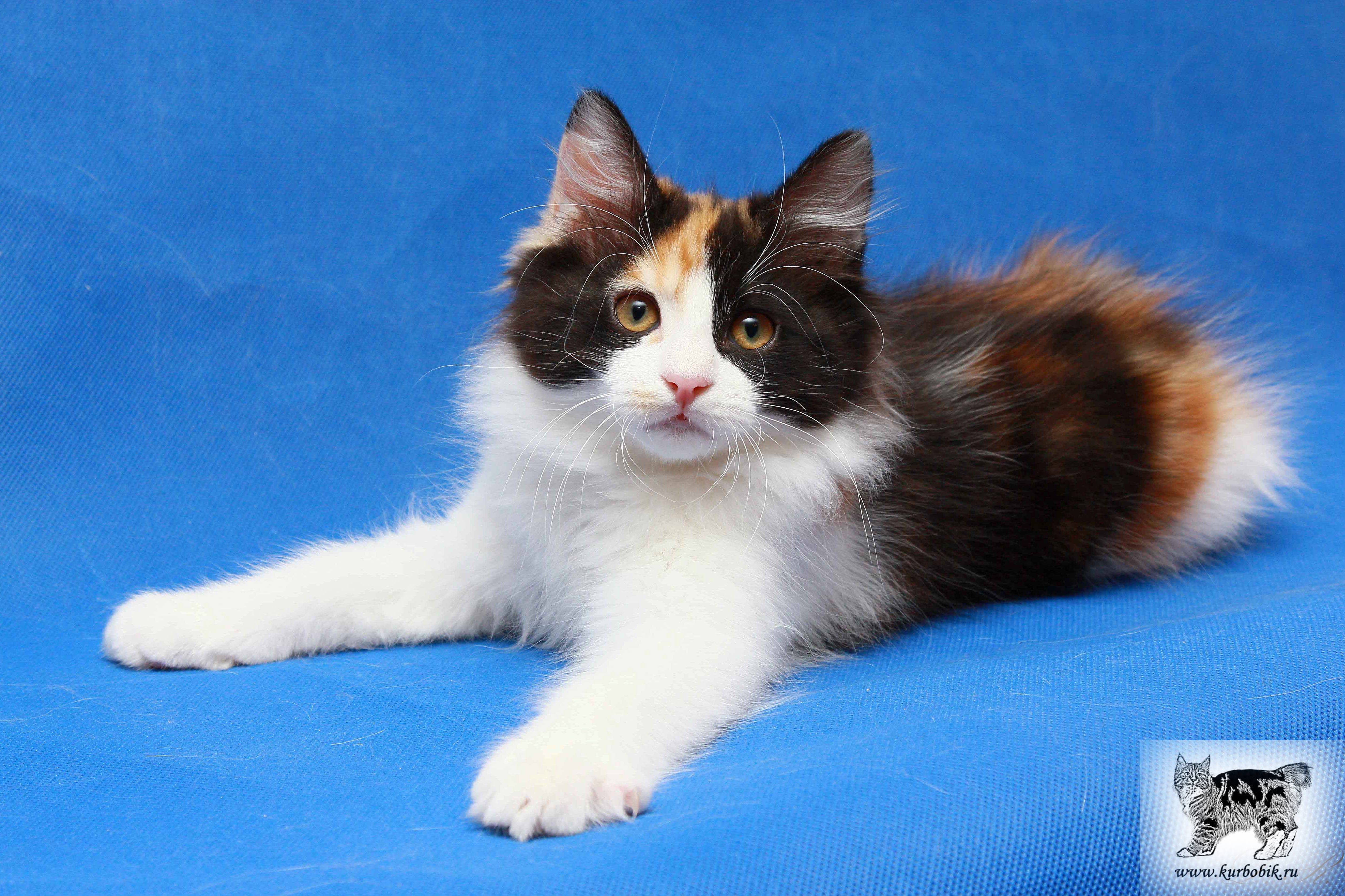 Трёхцветная кошка: описание, особенности, генетика окраса, приметы и поверья