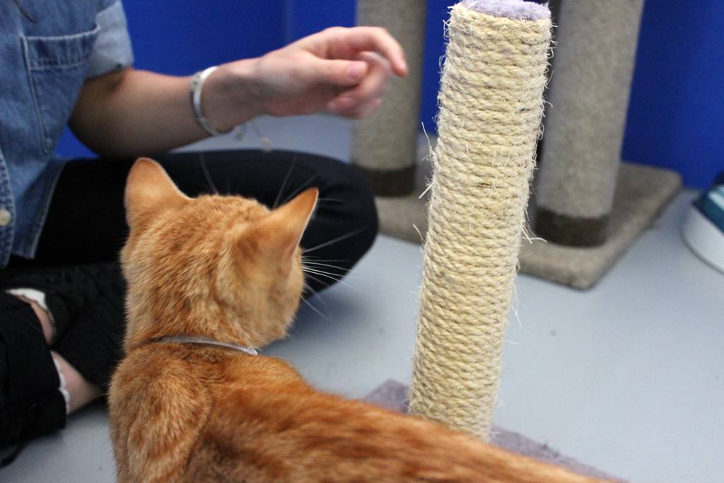 Как научить кошку командам в домашних условиях, каким трюкам можно обучить животное?