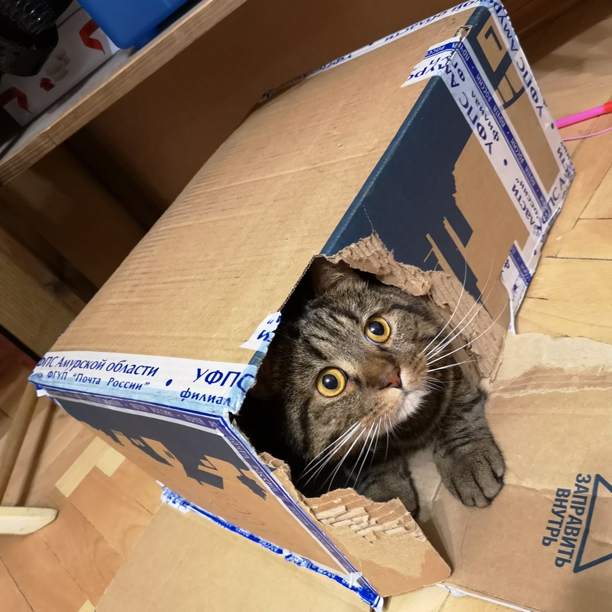 Игра в прятки или борьба со стрессом: почему коты любят картонные коробки