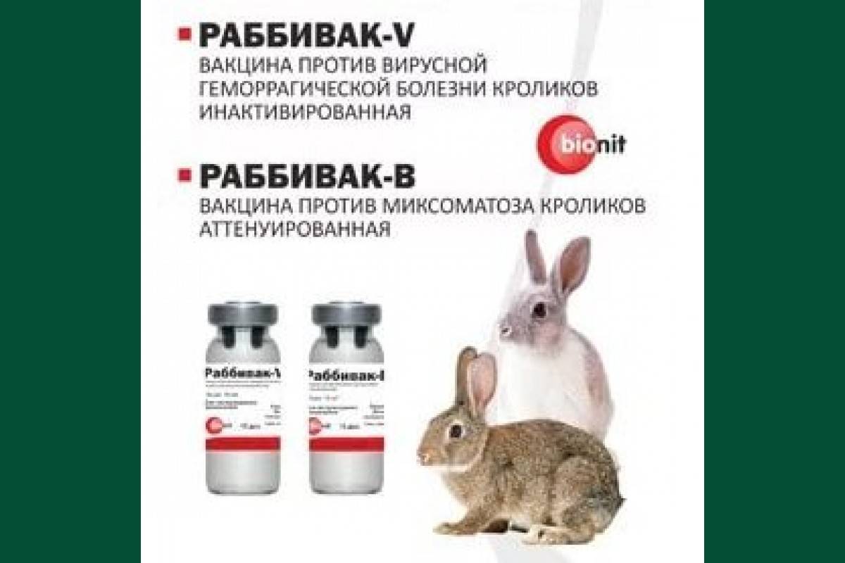 Ассоциированная вакцина для кроликов инструкция (фото и видео)