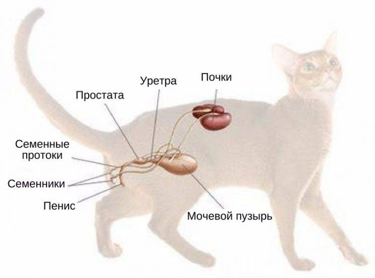 Атония мочевого у котов лечение - муркин дом