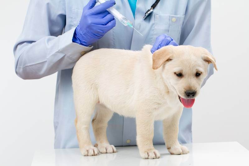 Какие существуют виды стерилизации кошек и собак?