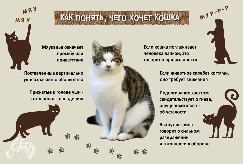ᐉ как адаптировать котенка к новому дому? - ➡ motildazoo.ru