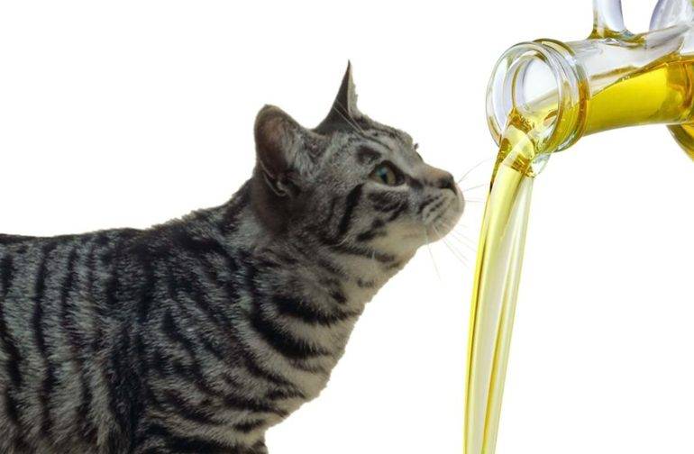 Применение вазелинового масла при запорах у кошек: как давать, дозировка
