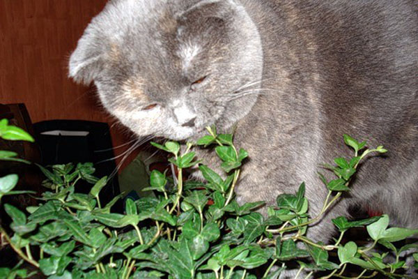 Почему кошка ест цветы?