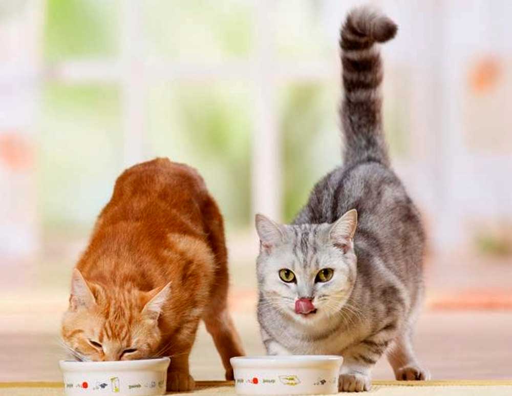 Чем кормить котенка шотландской вислоухой – правильный рацион, рекомендации