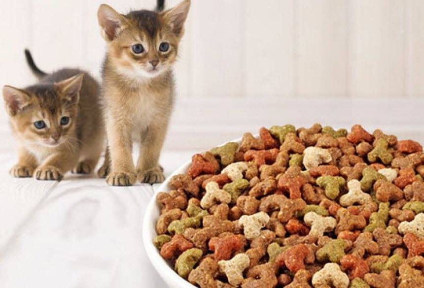 Как правильно кормить кошку натуральной едой: правила выбора и подготовки продуктов