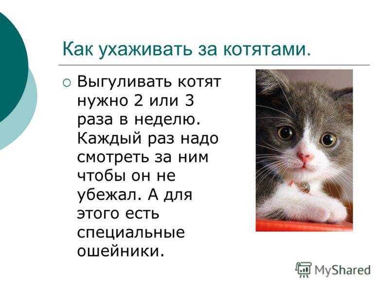 Как ухаживать за котенком: нормы и правила кормления, ухода за шерстью, зубами и глазами, первые прививки
