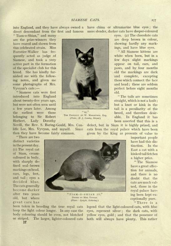 Порода кошек, похожая на сиамскую: список и описание