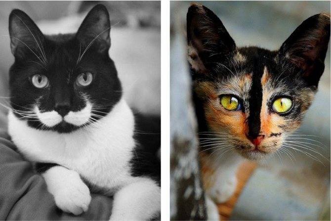 Сколько жизней у кошки или кота: 9 или 7, причины появления такого суеверия, почему оно популярно