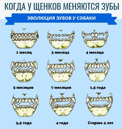 Сколько зубов у собаки? когда меняются ее «молочные зубы»?