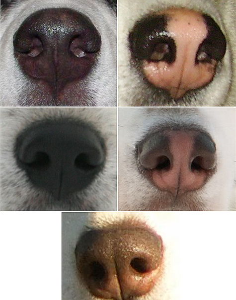 Горячий нос у собаки
