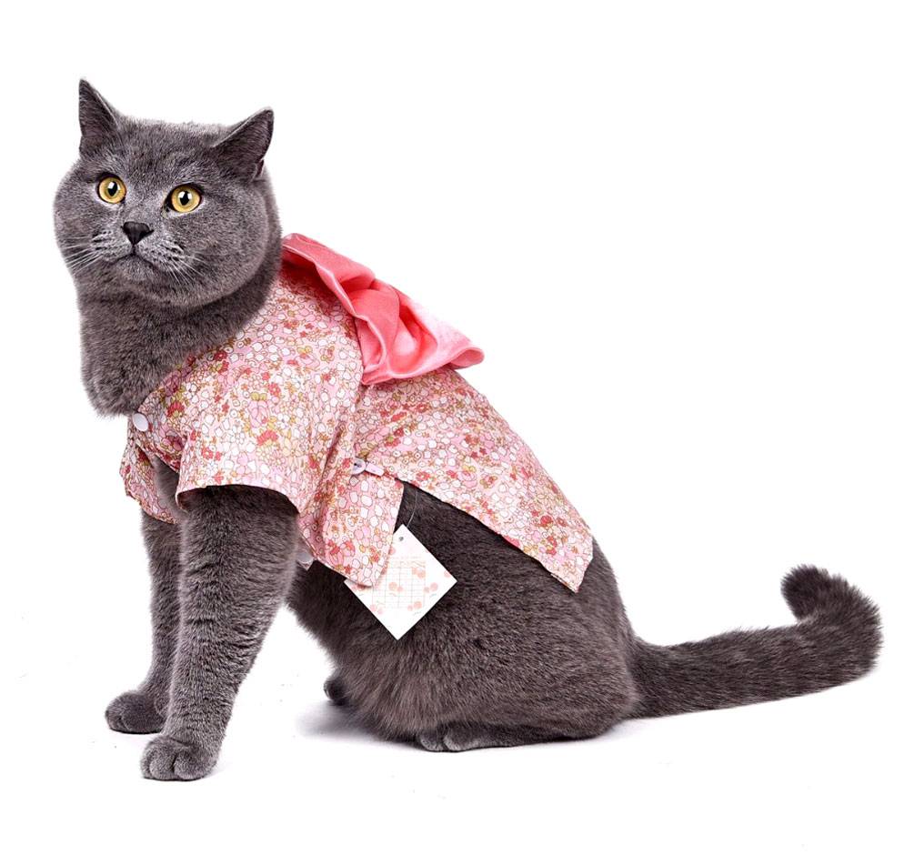 Модная одежда для кошек