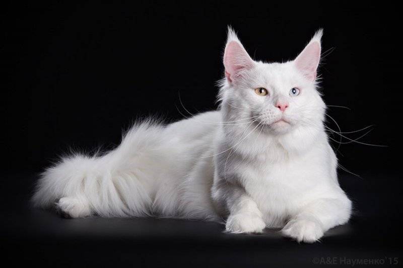 Белый кот мэйкун фото