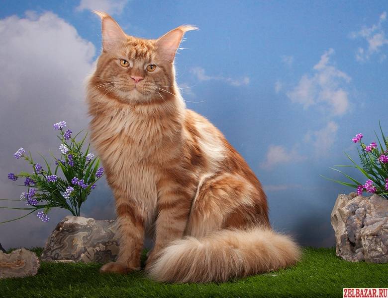 Рыжий мейн-кун - фото котенка, описание породы