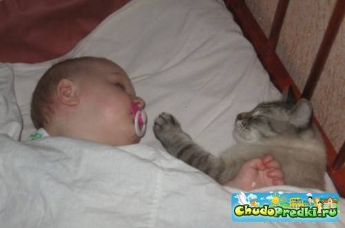 Кошка и новорожденный ребенок: как кот реагирует на ребенка в квартире? как он будет к нему относиться?