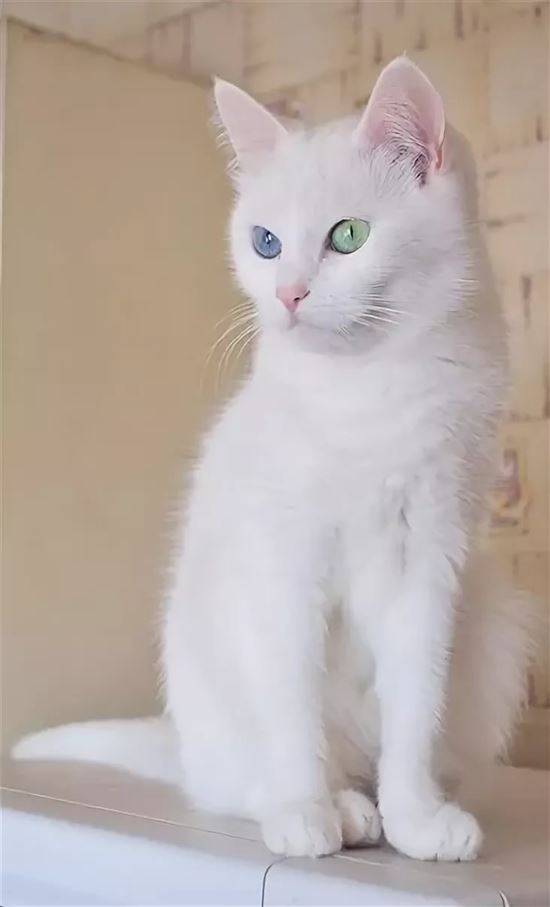 Белая кошка с разными глазами - какая порода