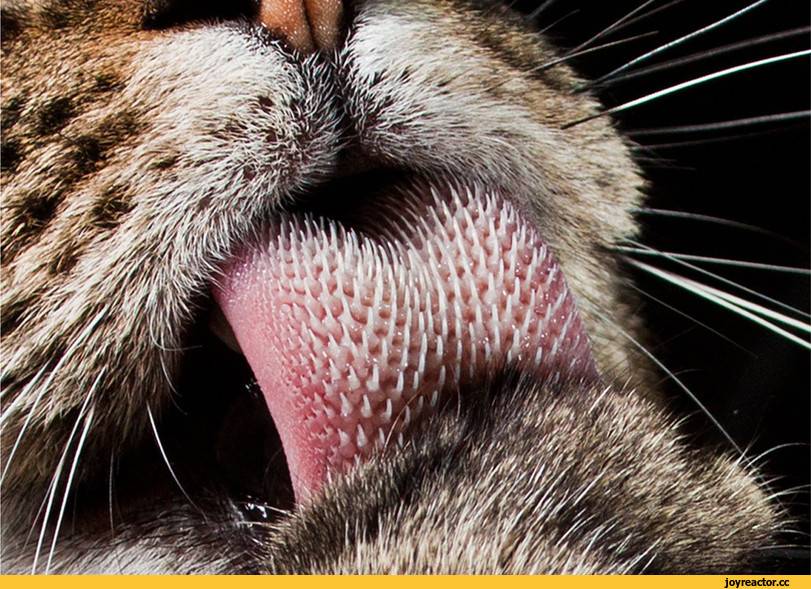 Почему у кошки шершавый язык
