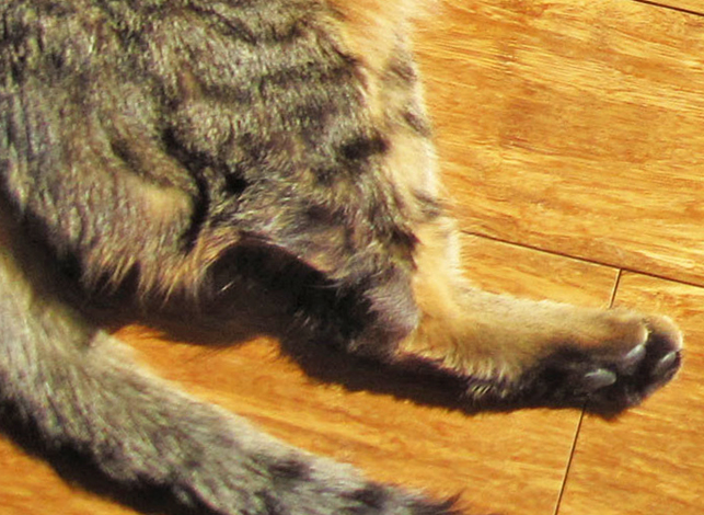 Что может вызывать хромоту у кошек. шотландская кошка хромает: причины и лечение. почему кот хромает на заднюю лапу после кастрации, укола без видимых повреждений чем помочь