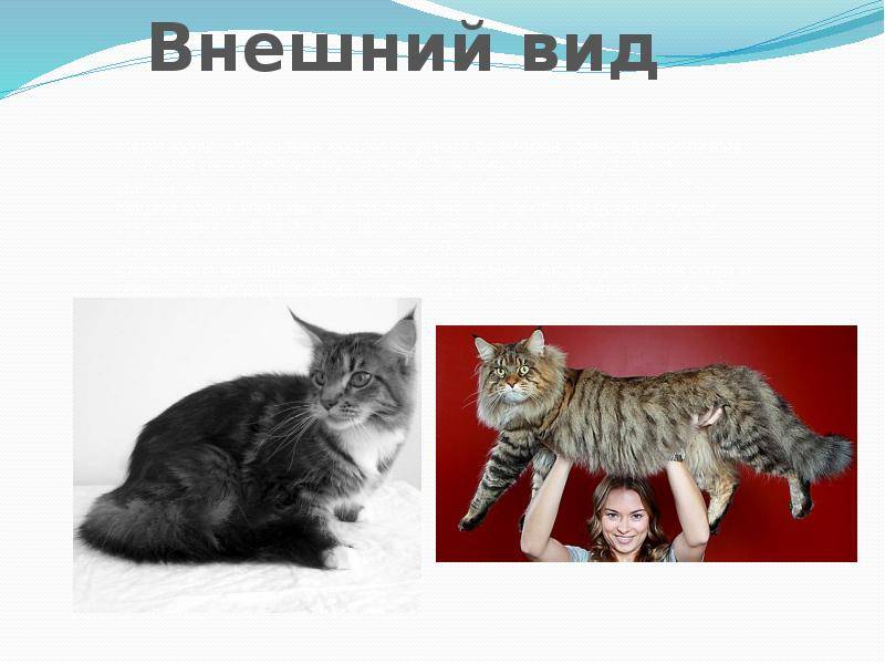 Мейн-кун — описание стандарта породы и характера взрослых кошек